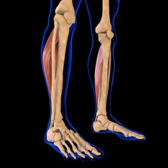 Soleus Muscle Anatomy For Medical Concept 3D Illustration