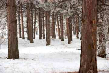 winter pine forest and fresh snow on a cold day
