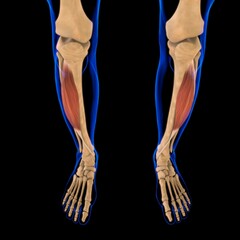 Tibialis Anterior Muscle Anatomy For Medical Concept 3D Illustration
