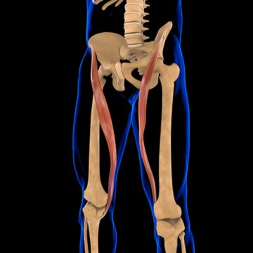 Sartorius Muscle Anatomy For Medical Concept 3D Illustration