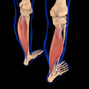 Soleus Muscle Anatomy For Medical Concept 3D Illustration
