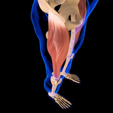 Tensor Fasciae Latae Muscle Anatomy For Medical Concept 3D Illustration