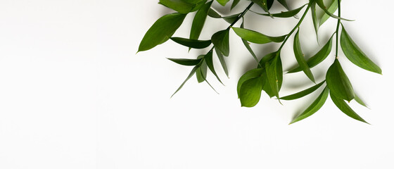 Green Sprig decorative greenery concept for design and postcards with space for text. Horizontal orientation, no people, copy space