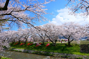 舟川べり桜並木。朝日、富山、日本。4月中旬。