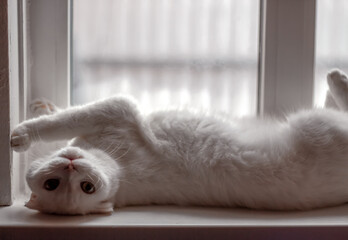 White fluffy Scottish Fold cat lies lazily on the windowsill in the morning