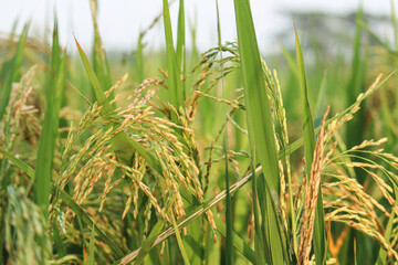 Rice plant with yellow Rice in the wind.