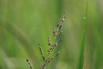 grass on The Blurry green or natural background.