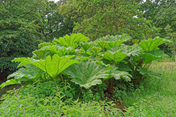 Impressive architectural grassy plant with huge leaves Gunnera manicata