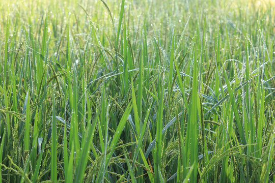 green Rice plant and grass with water bubble or drop in the wintertime. © MD