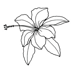 Obraz premium Hibiscus flower. Vector stock illustration eps10. Hand drawing, outline.