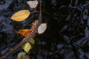 Herbstlaub im Teich