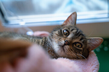 portrait of a brown striped kitten lying in the hands of the hostess