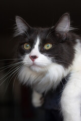 Cat lying and relaxing on cat tower. Blurred background. Looking out from the window.