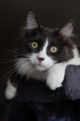 Cat lying and relaxing on cat tower. Blurred background. Looking out from the window.