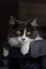 Cat lying and relaxing on cat tower. Blurred background. Looking out from the window.