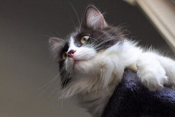 Bottom view of Domestic medium hair cat lying and relaxing on cat tower.