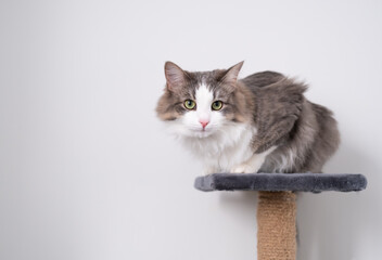 Gray cat sits on the cat's house against the background of a white wall.