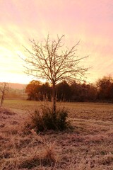 Obraz premium kalter Sonnenaufgang Weinheim Waid
