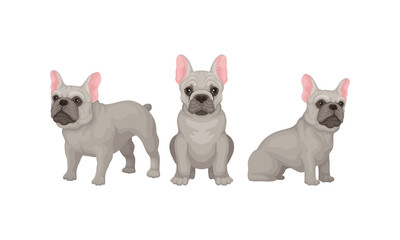 French Bulldog as Domestic Breed Sitting and Standing Vector Set