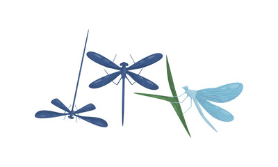 Flying Dragonfly Isolated on White Background Vector Set