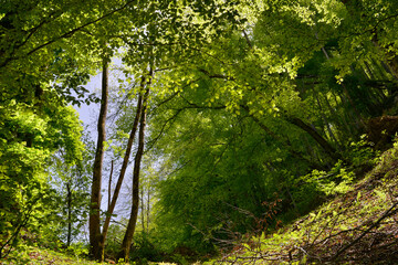 Forêt sauvage lumineuse des Pyrénées, Ariège en Occitanie, France