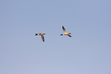 Common merganser in flight, bird during migration to south