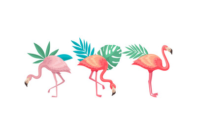 Flamingo in Different Poses with Tropical Leaves Behind Vector Set
