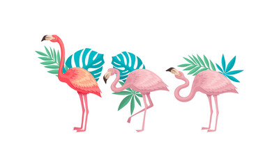 Flamingo in Different Poses with Tropical Leaves Behind Vector Set