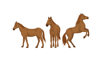 Horse Breed as Domestic Odd-toed Ungulate Mammal Vector Set