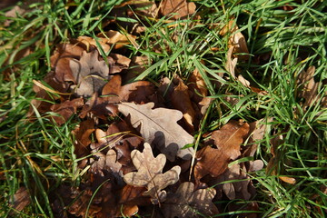 Eichenblätter am Boden, Waldboden