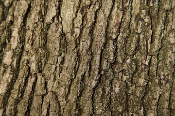 Fototapeta premium various Bark of trees in the forest