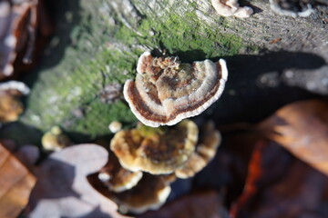 mushrooms on a tree
