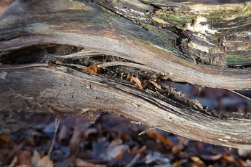 
various
 Bark of trees in the forest