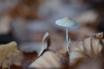 mushroom in the forest