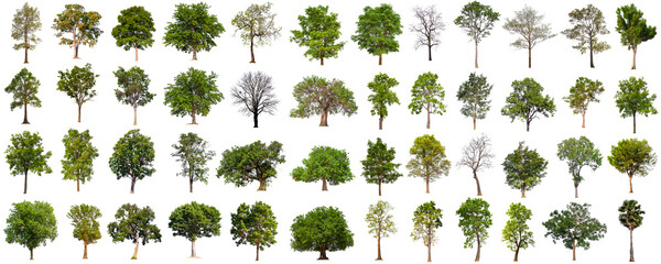 isolated big tree collection isolated on white - Powered by Adobe