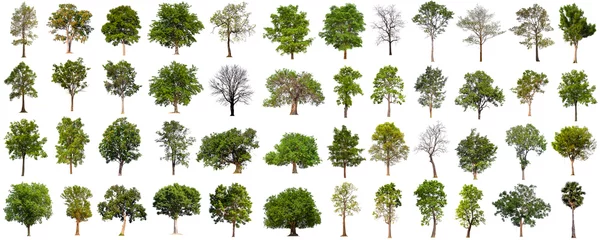 Zelfklevend Fotobehang isolated big tree collection isolated on white © angkhan