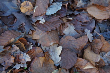 Eichenblätter am Boden, Waldboden