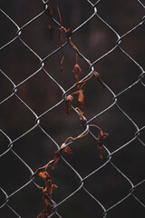 Fototapeta premium net on a fence