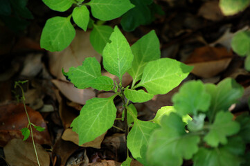 green leaves in the forest