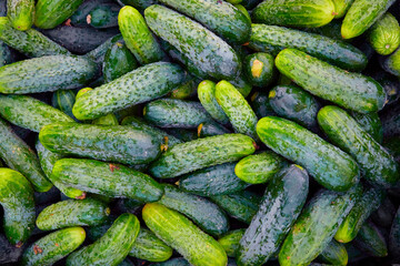 Cucumber background Cucumber harvest. Many cucumbers. Cucumbers from the field.