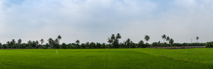 panorama green paddy rice field background 