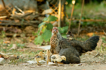 Chicks riding on the hens