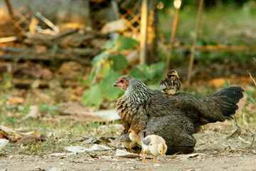Chicks riding on the hens