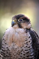 セイカーハヤブサ　野鳥