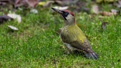 European green woodpecker searching ants