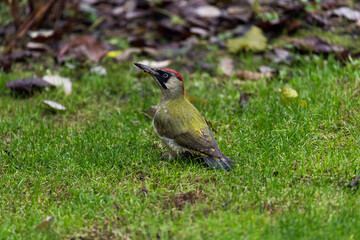 European green woodpecker searching ants