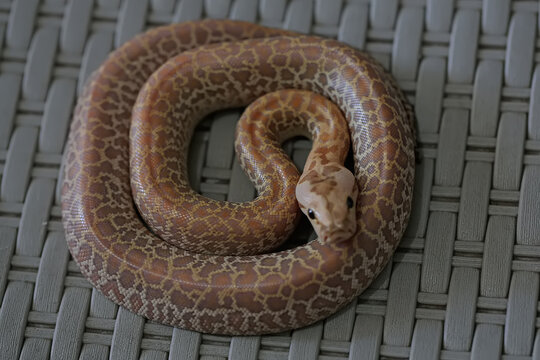 A python in a position ready to attack.