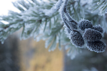 delle splendide formazioni di cristalli di ghiaccio su particolari pigne di abete in inverno...