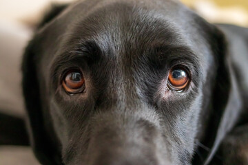 Black Labrador face