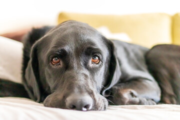 Black Labrador on sofa